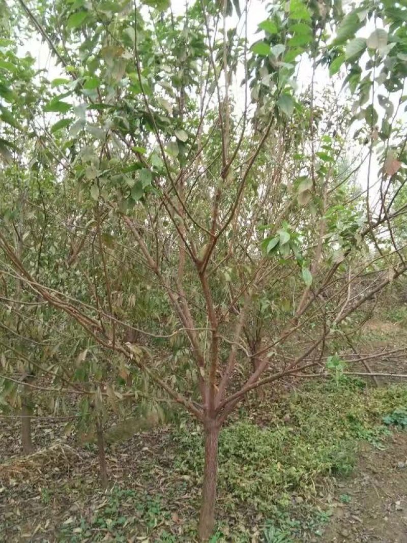 黑、红、宝石、李子树2m以上4~6cm