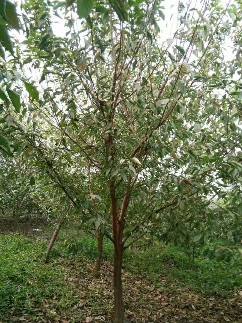 黑、红、宝石、李子树2m以上4~6cm