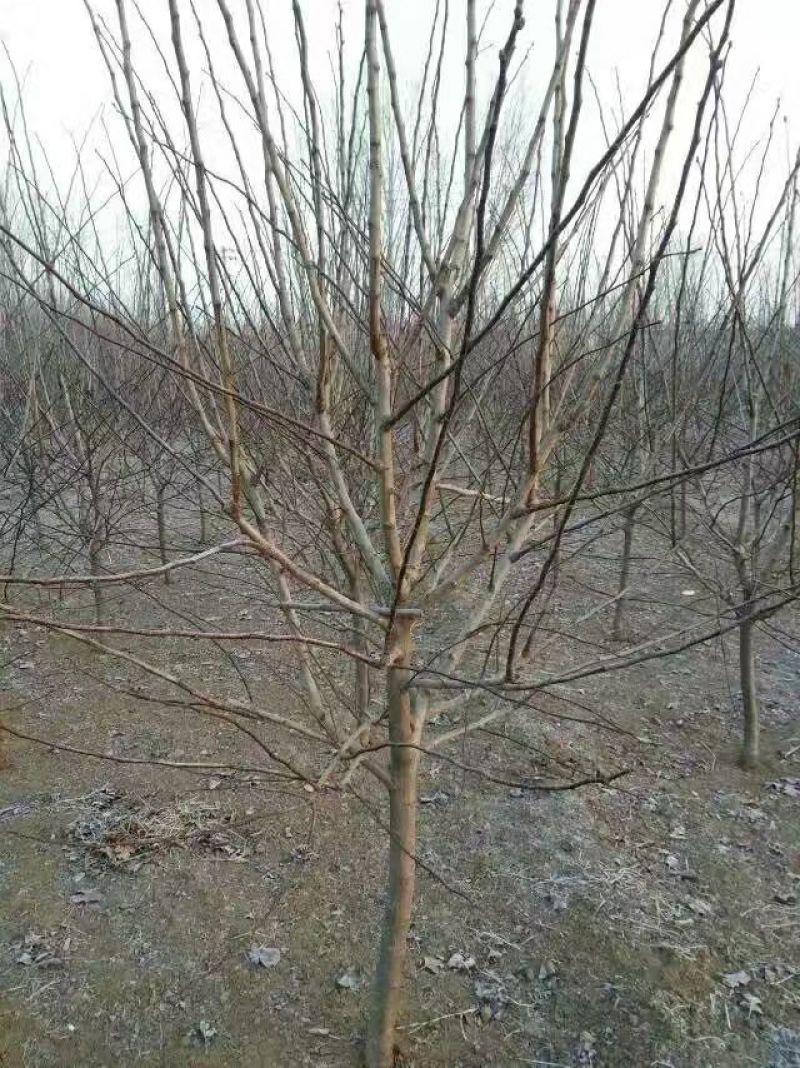 山楂树4~15cm1.5~2-5米
