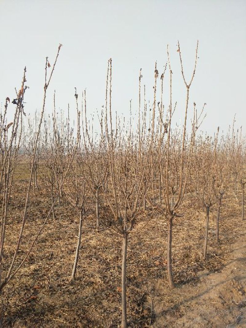 樱桃树4～10～20cm