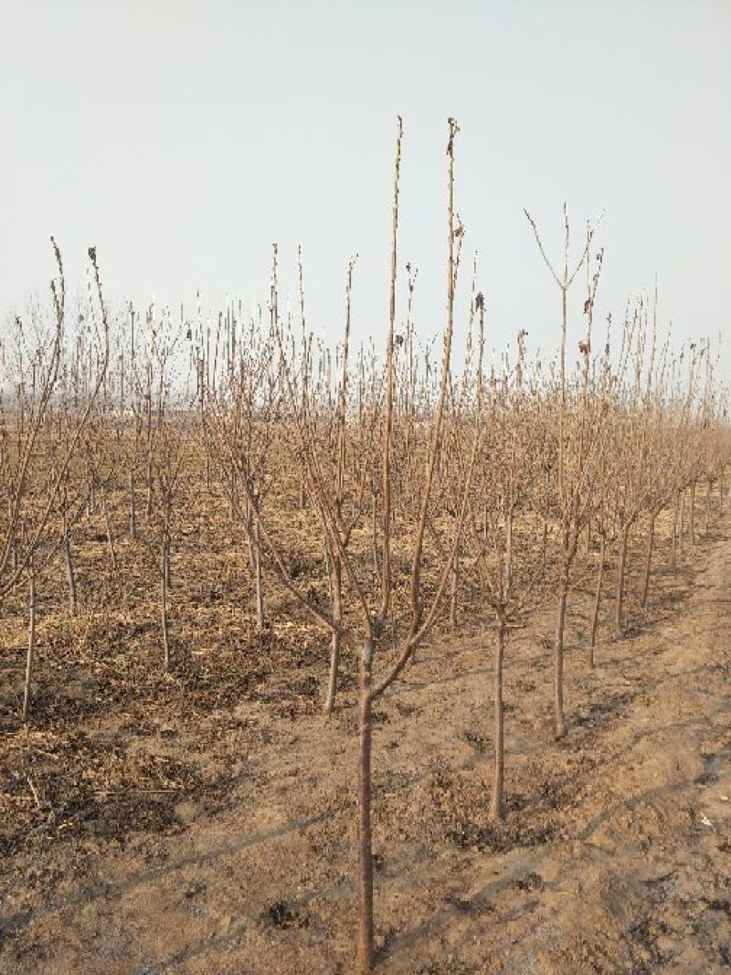 樱桃树4～10～20cm