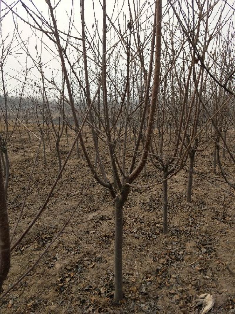 樱桃树4～10～20cm