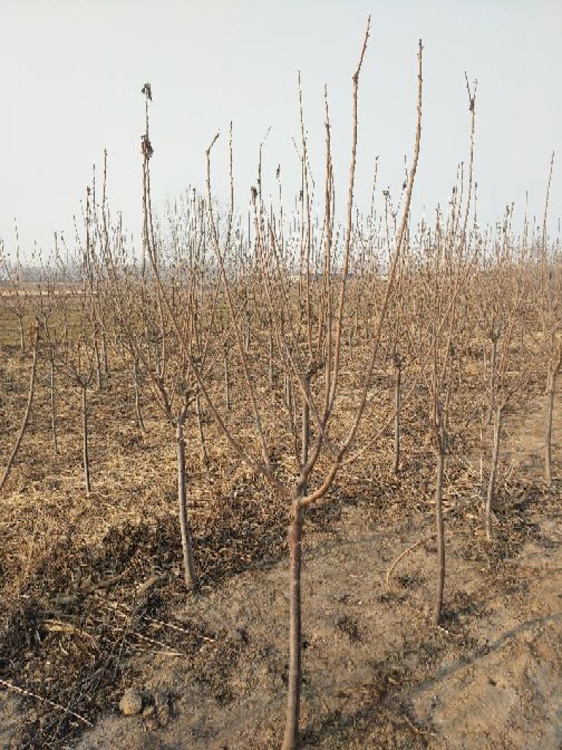 樱桃树4～10～20cm