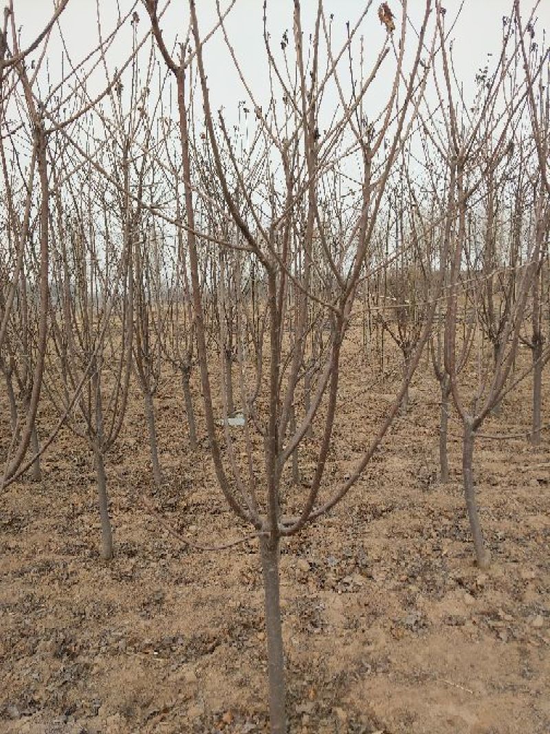 樱桃树4～10～20cm