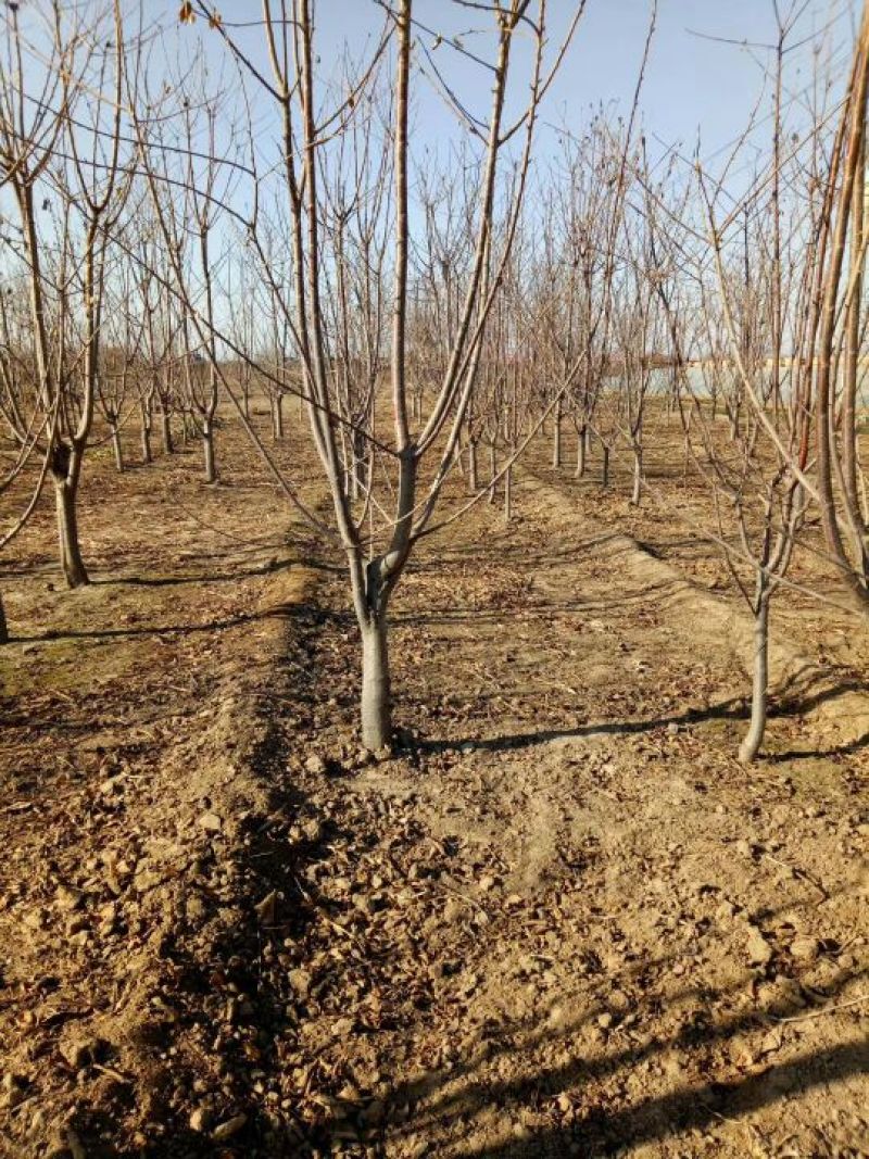 樱桃树4～10～20cm