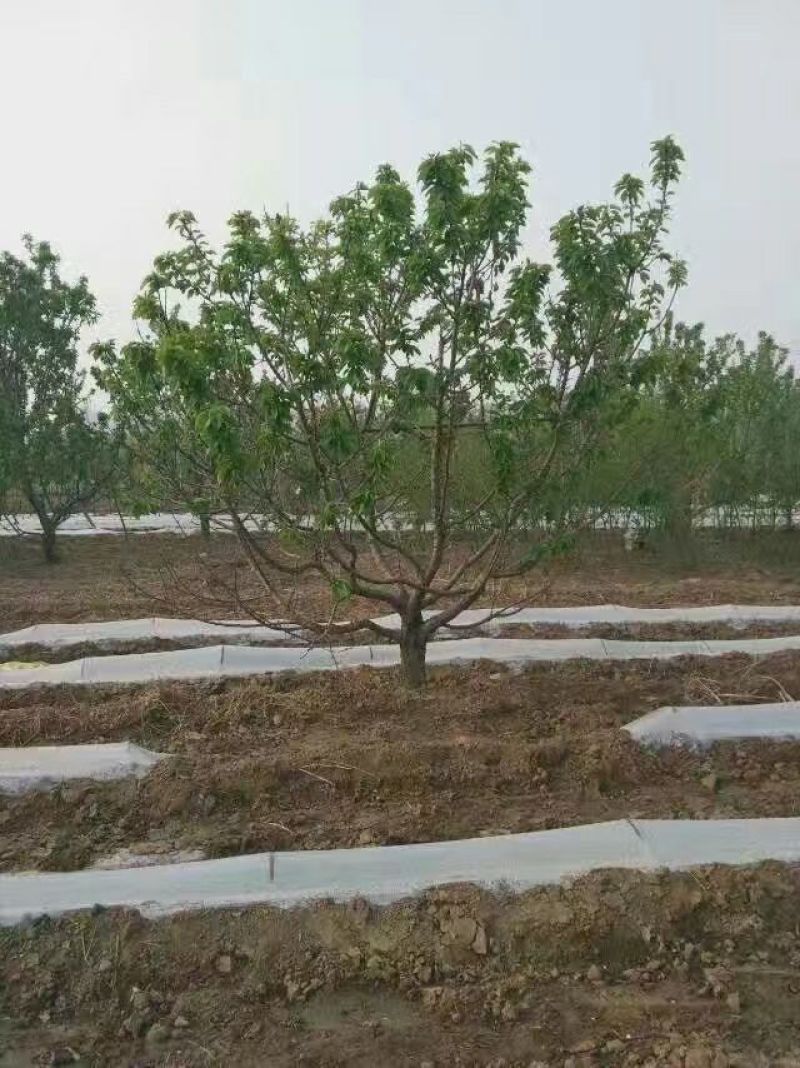 樱桃树4～10～20cm