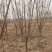 樱桃树4～10～20cm