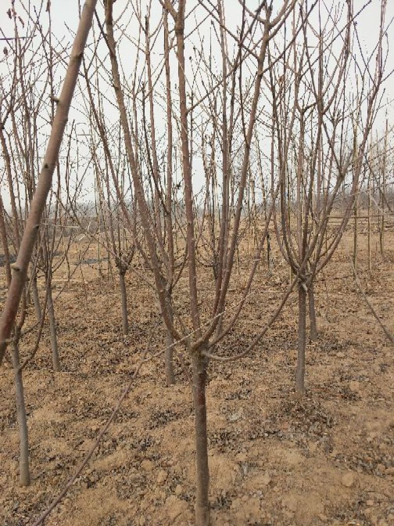 樱桃树4～10～20cm