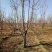 樱桃树4～10～20cm