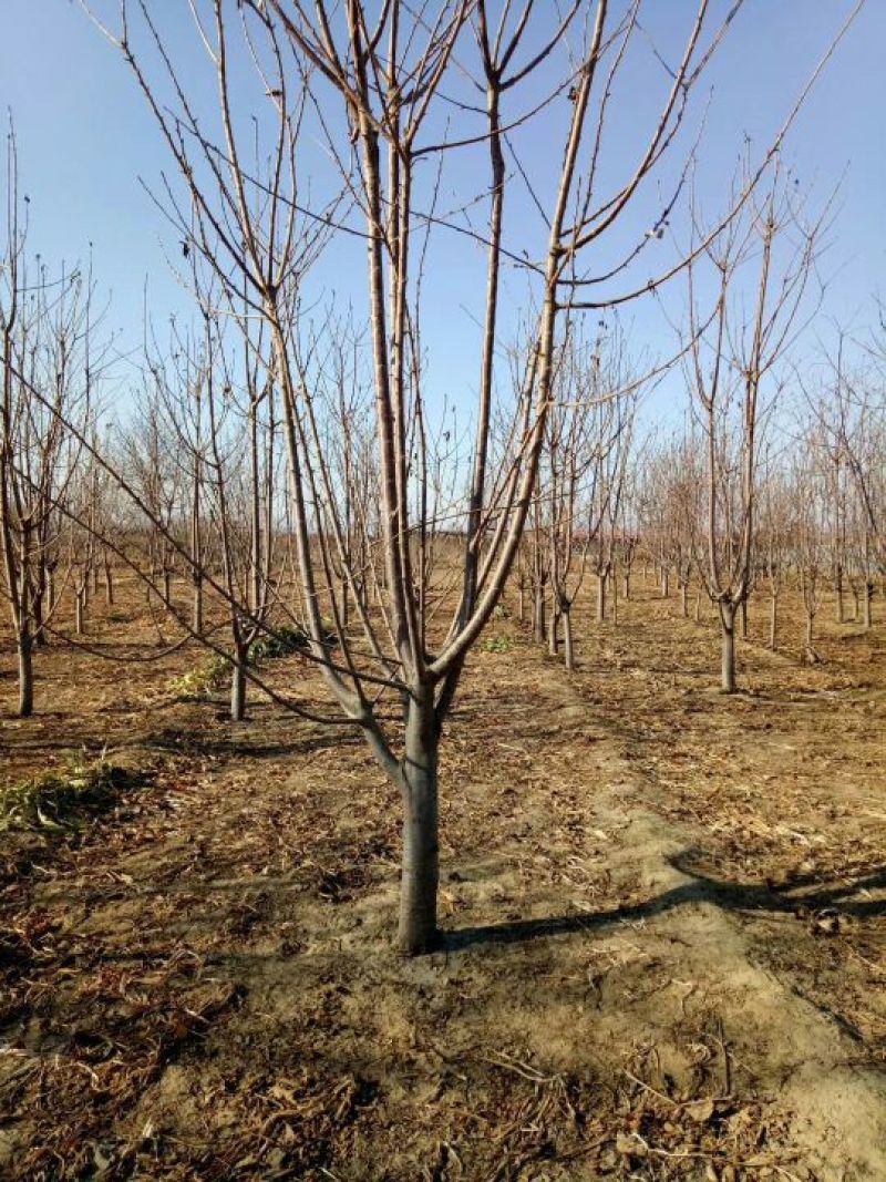 樱桃树4～10～20cm
