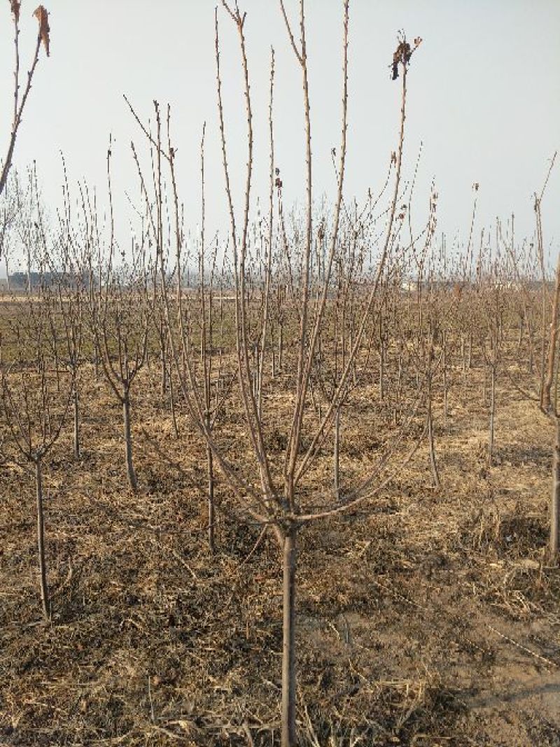 樱桃树4～10～20cm