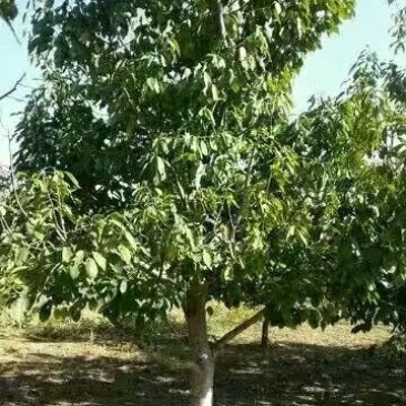 樱桃树4～10～20cm