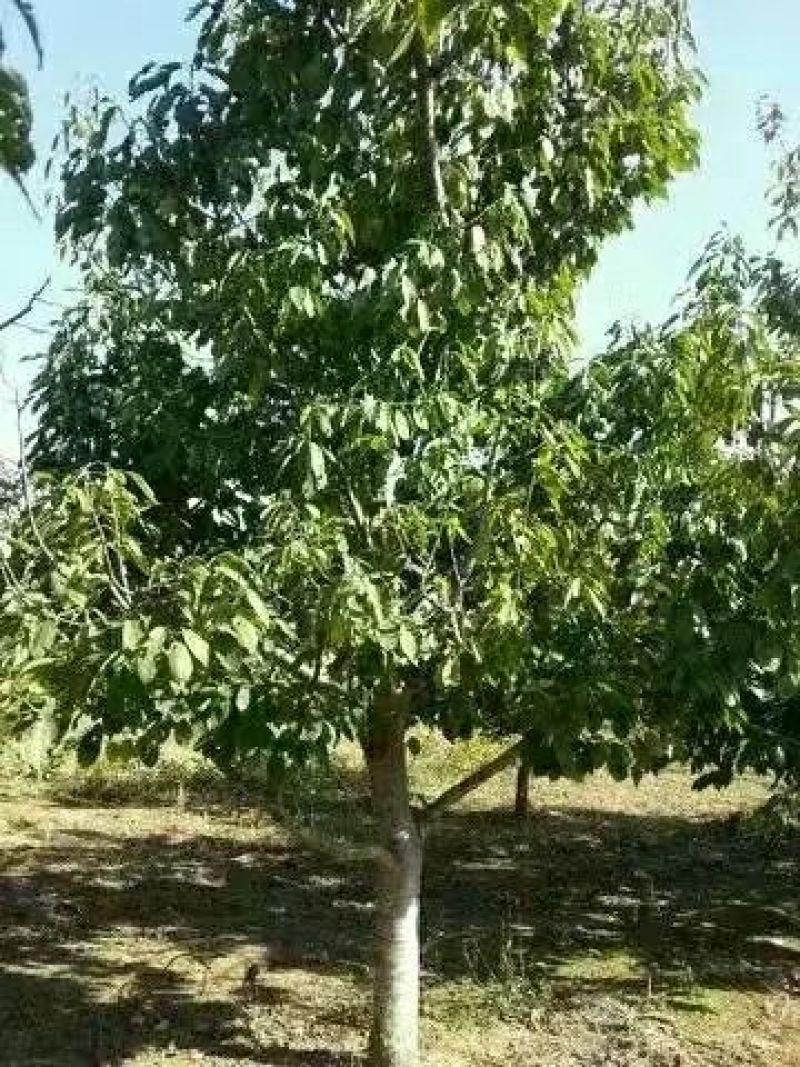 樱桃树4～10～20cm