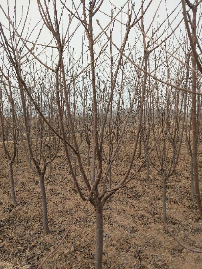 樱桃树4～10～20cm