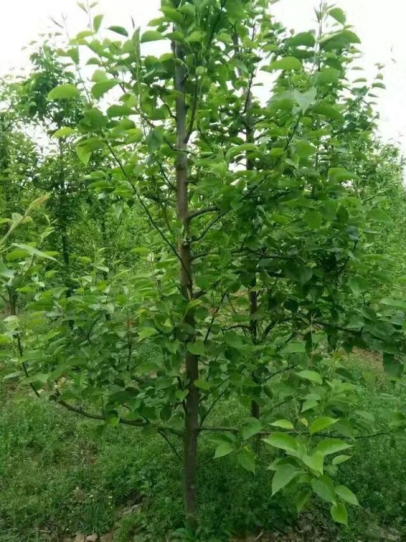 梨树4~6cm2.5~3米