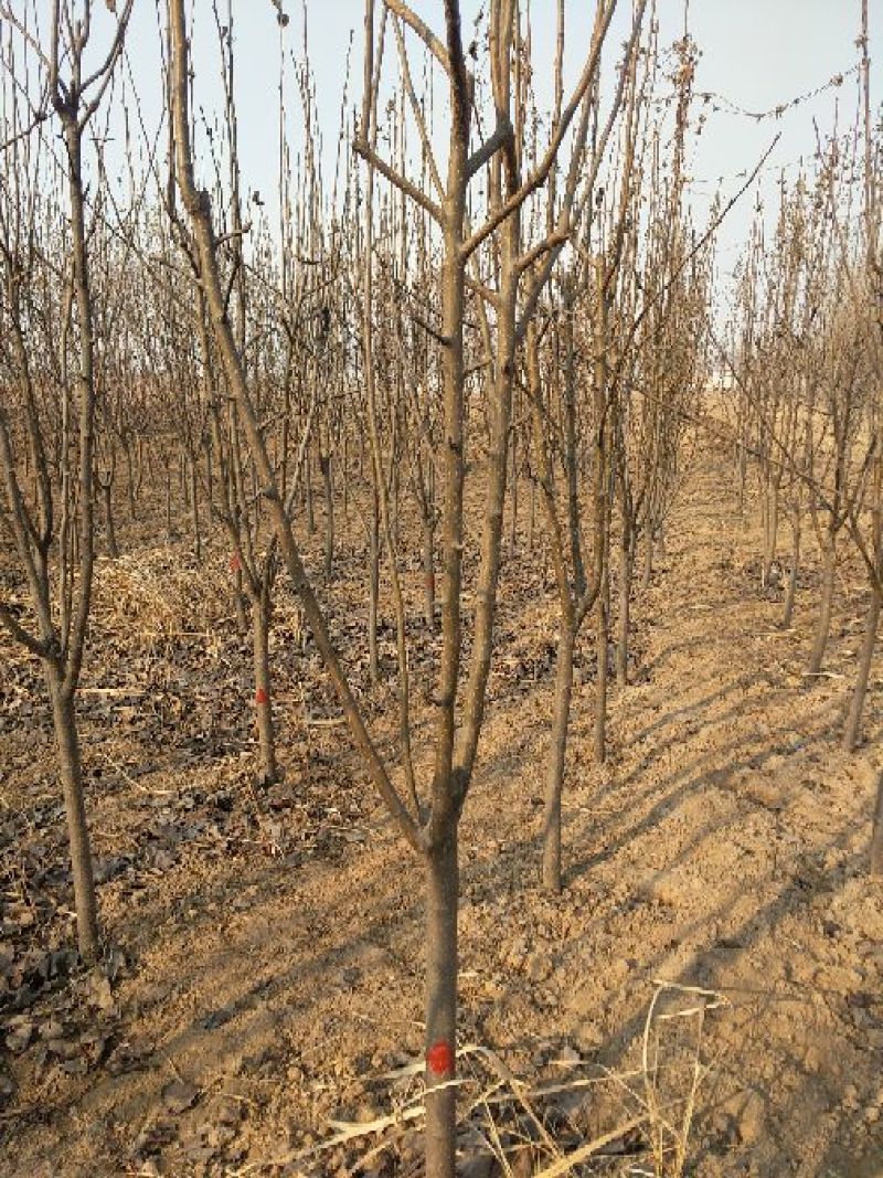 梨树4~6cm2.5~3米
