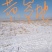 黄芩苗苦参防风