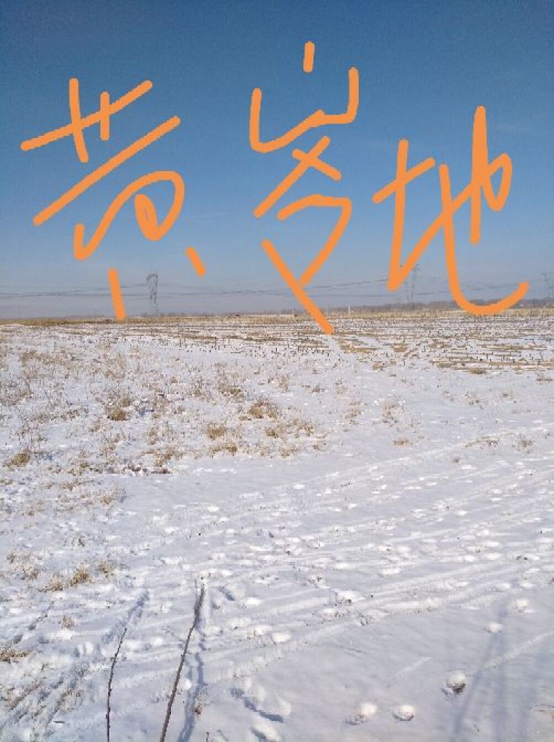 黄芩苗苦参防风