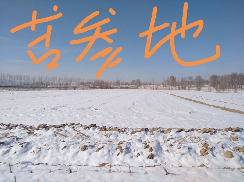 黄芩苗苦参防风