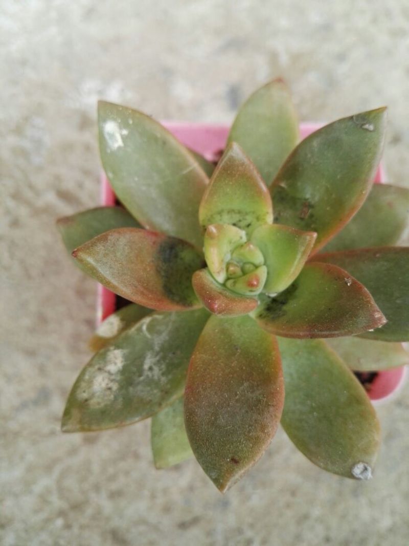 多肉植物含盆