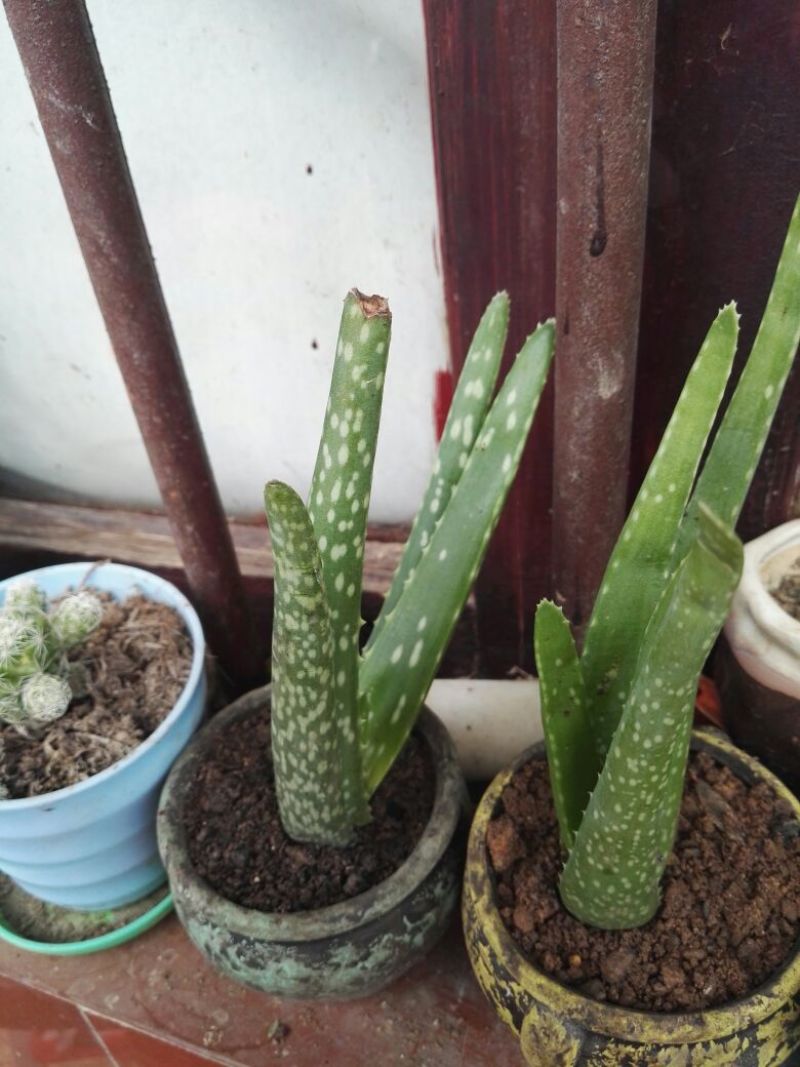 多肉植物含盆