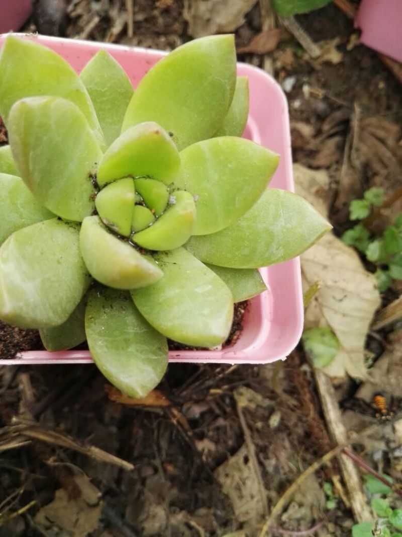 多肉植物含盆
