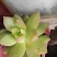 多肉植物含盆