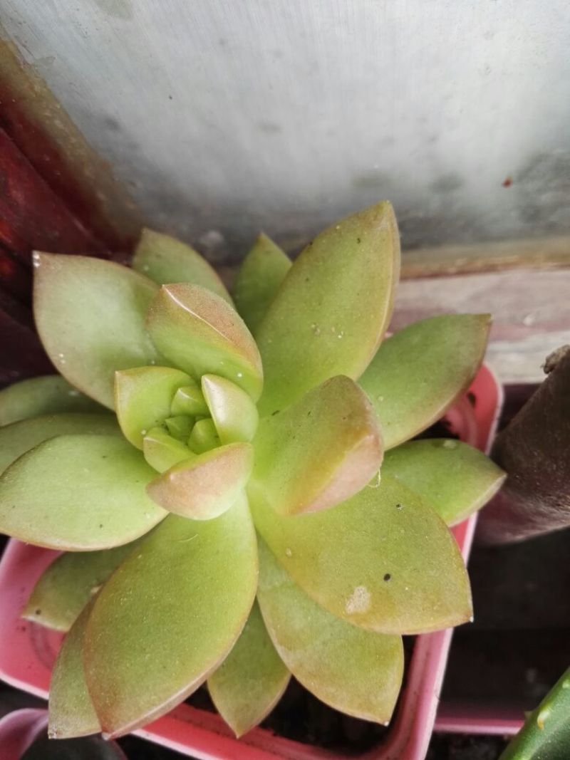 多肉植物含盆