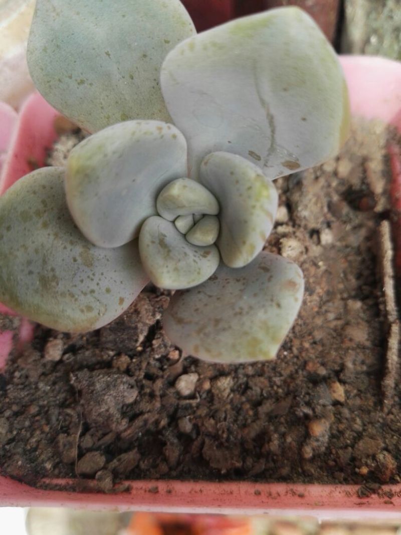 多肉植物含盆