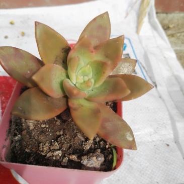 多肉植物含盆