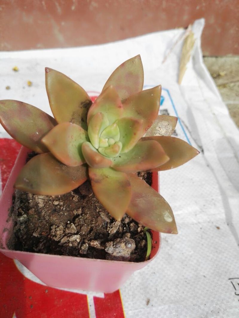 多肉植物含盆