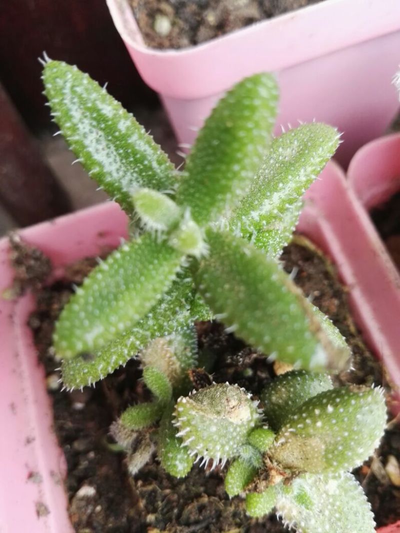 多肉植物含盆