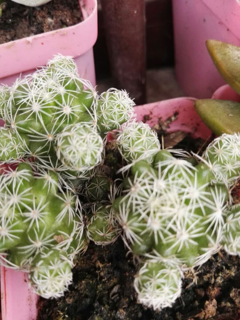 多肉植物含盆