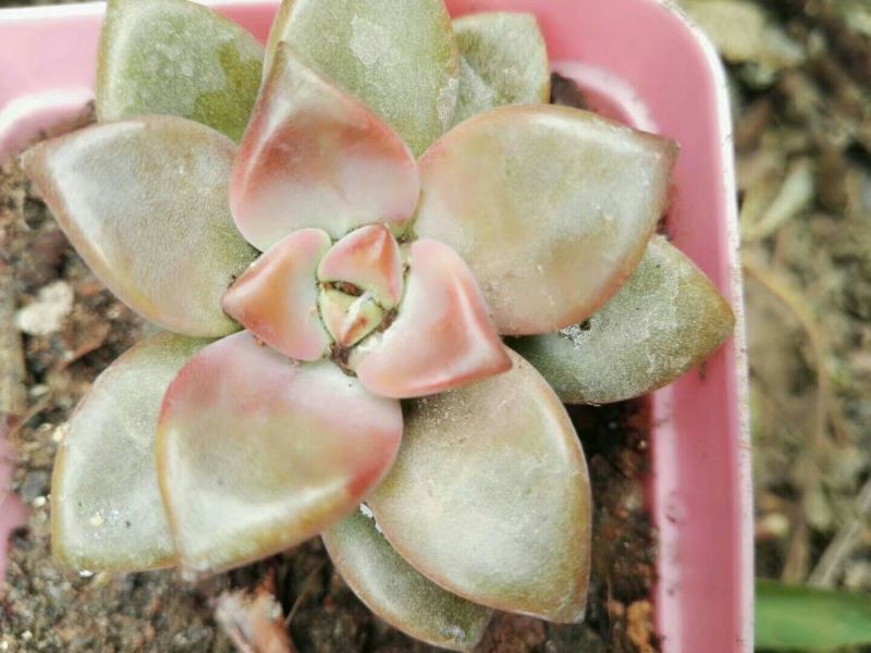 多肉植物含盆
