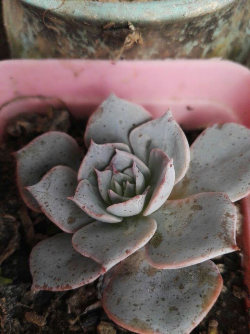 多肉植物含盆