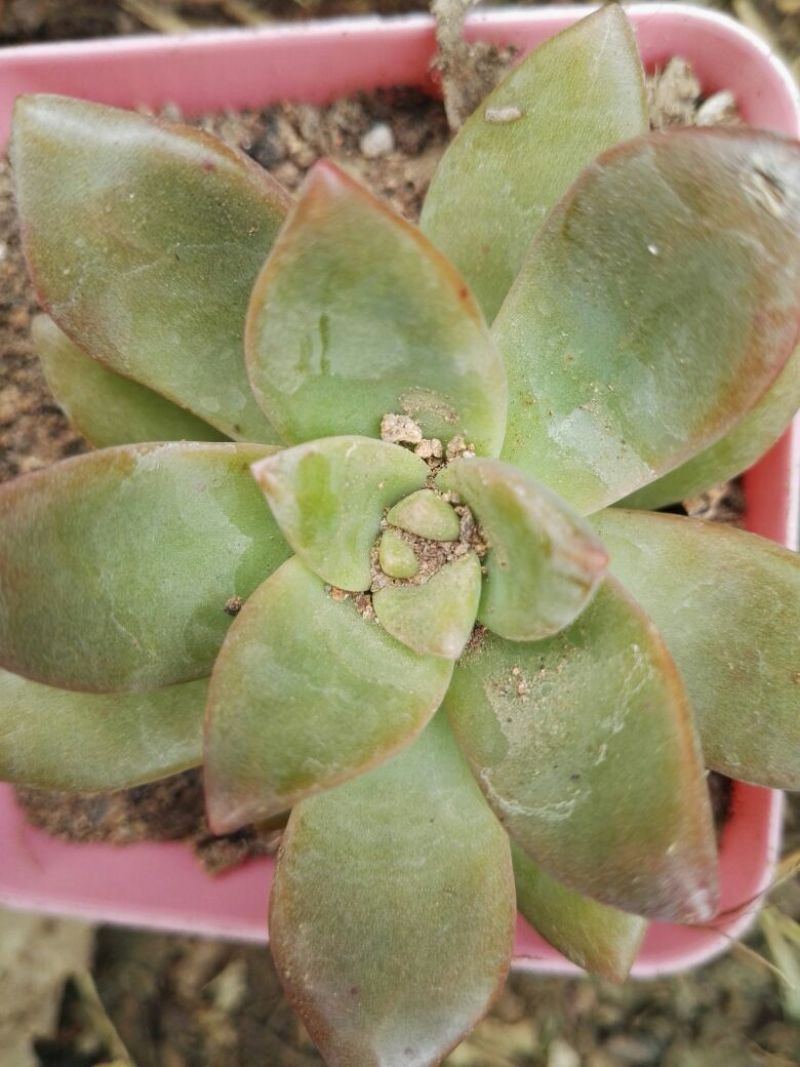 多肉植物含盆