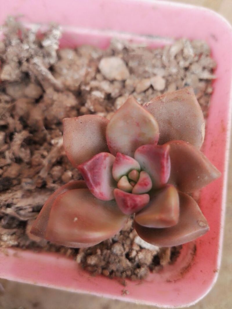 多肉植物含盆