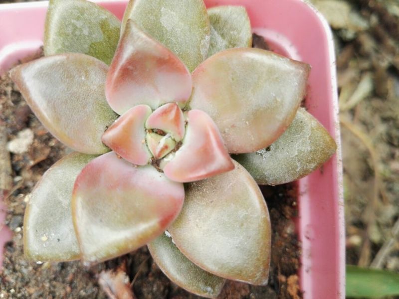 多肉植物含盆