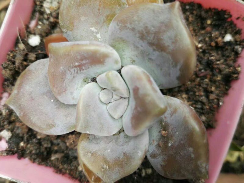 多肉植物含盆