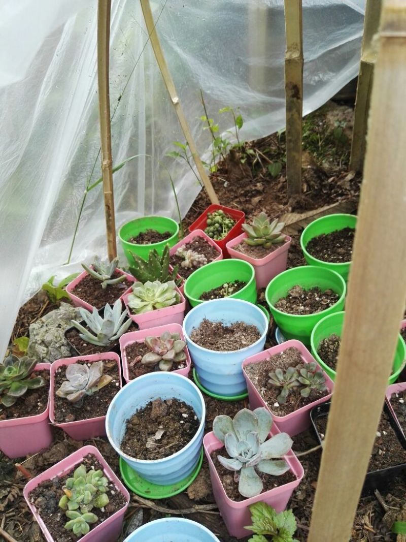 多肉植物含盆