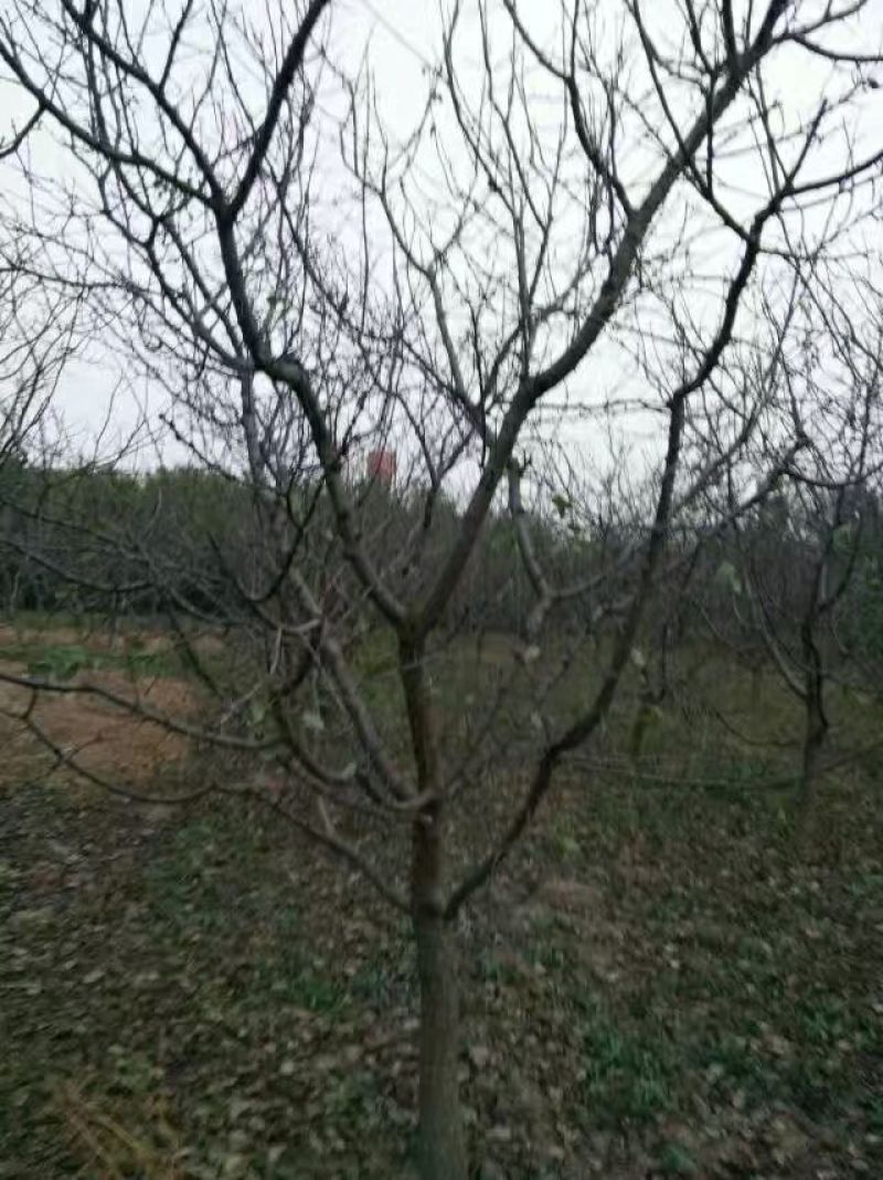 杏树4~10cm4~6cm2.5~3米