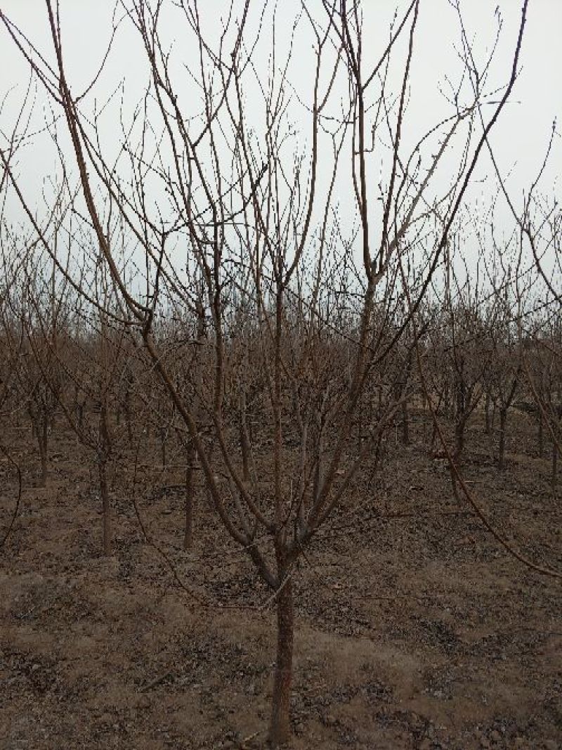 杏树4~10cm4~6cm2.5~3米