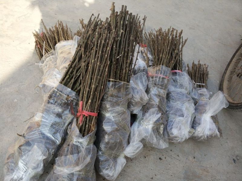 武都花椒苗大红袍狮子头伏椒1-3年苗提供技术指导甘肃陇南