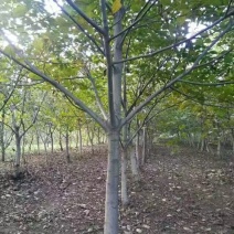 核桃树4~6cm4~6cm2.5~3米