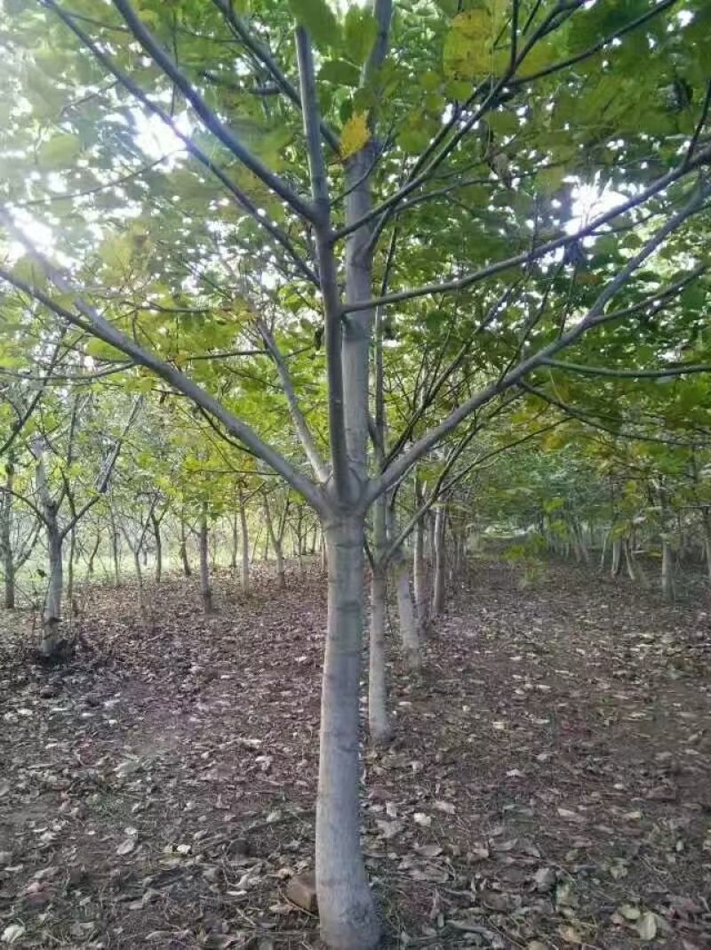 核桃树4~6cm4~6cm2.5~3米