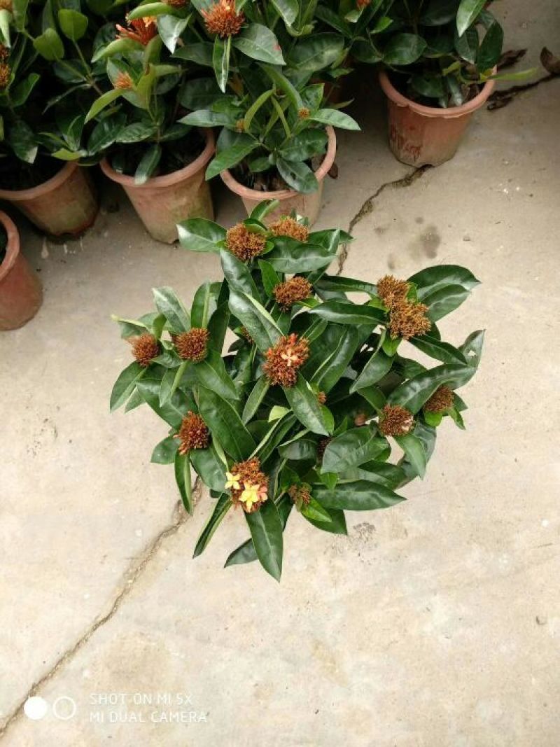 龙船花