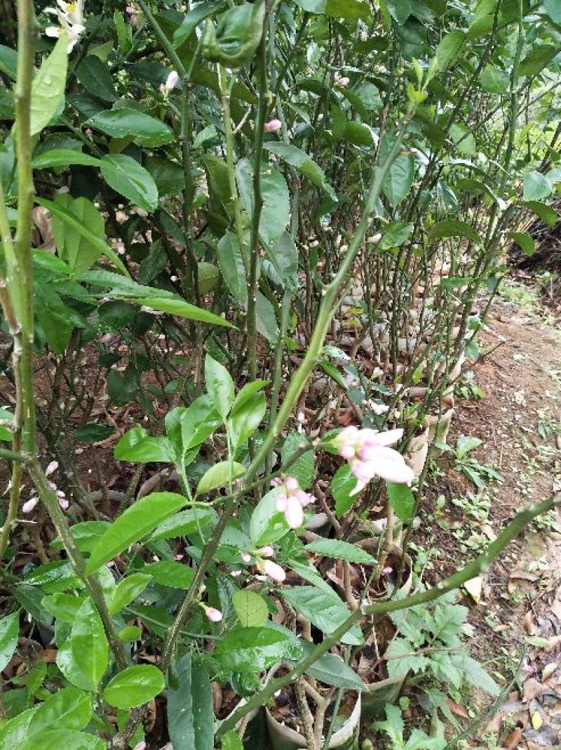 香水柠檬树苗台湾四季香水柠檬、台湾无籽青柠檬苗