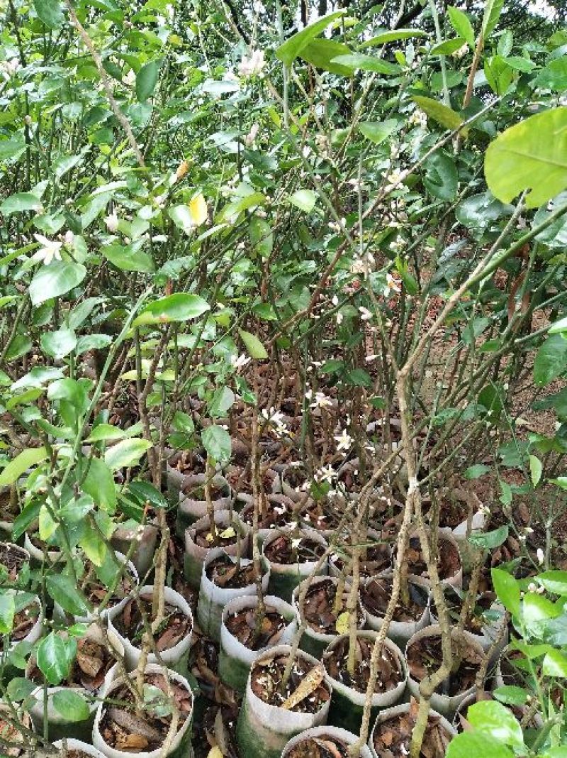 香水柠檬树苗台湾四季香水柠檬、台湾无籽青柠檬苗
