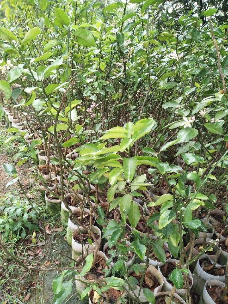 香水柠檬树苗台湾四季香水柠檬、台湾无籽青柠檬苗