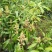 芒果苗四季芒果苗